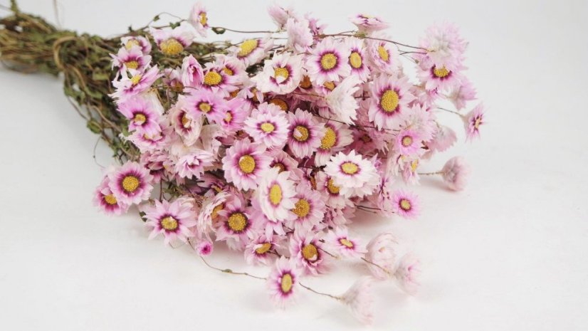 Sušeni cvetovi Rodanthe - Roza