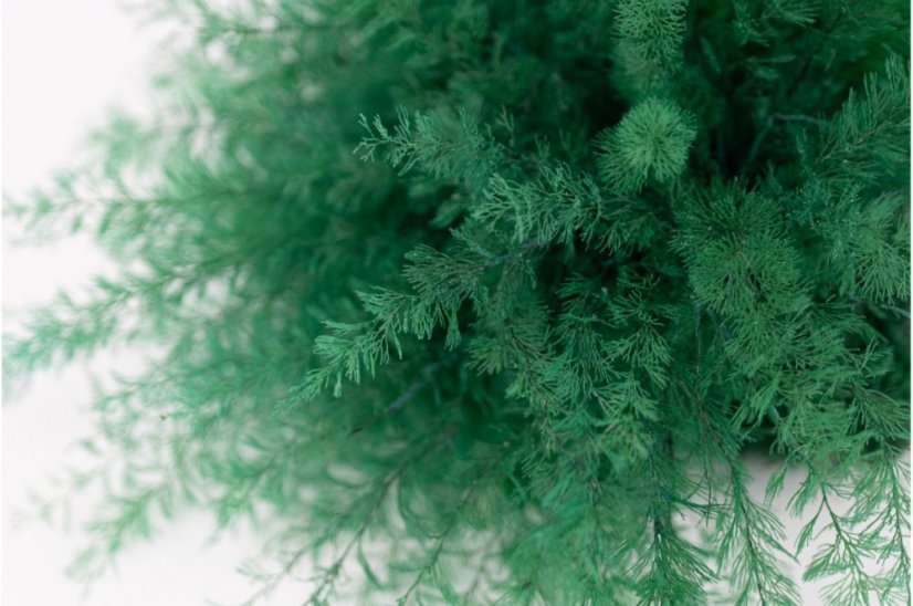 Stabilizovaná kapradina Sertularia - Barva: Tmavě zelená