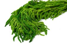Stabiliziran Amarant - limonasto zelena