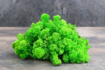 Mușchi stabilizat - lichen
