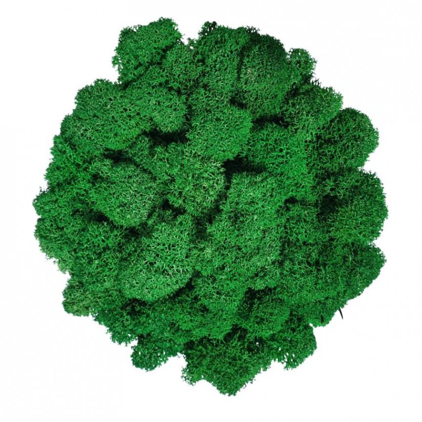 Čiščen stabiliziran mah - lišaj - smaragdno zelen - finski - Teža: 5kg