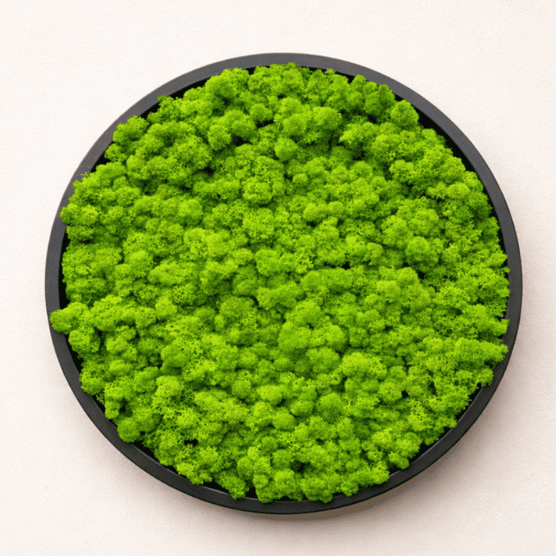 Moosbild Kreis - Flechte (Islandmoos) - Durchmesser: 30cm