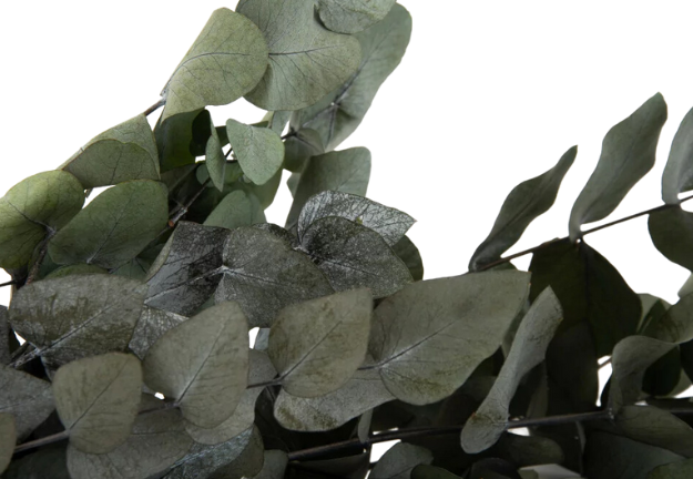 Stabilisierte Eukalyptus Cinerea