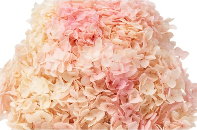 Stabilisierte Hortensie - Creme-Rosa
