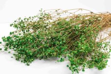 Stabilizirani cvetovi Gypsophile - Zeleni