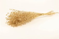 Getrockneter Flachs - Golden