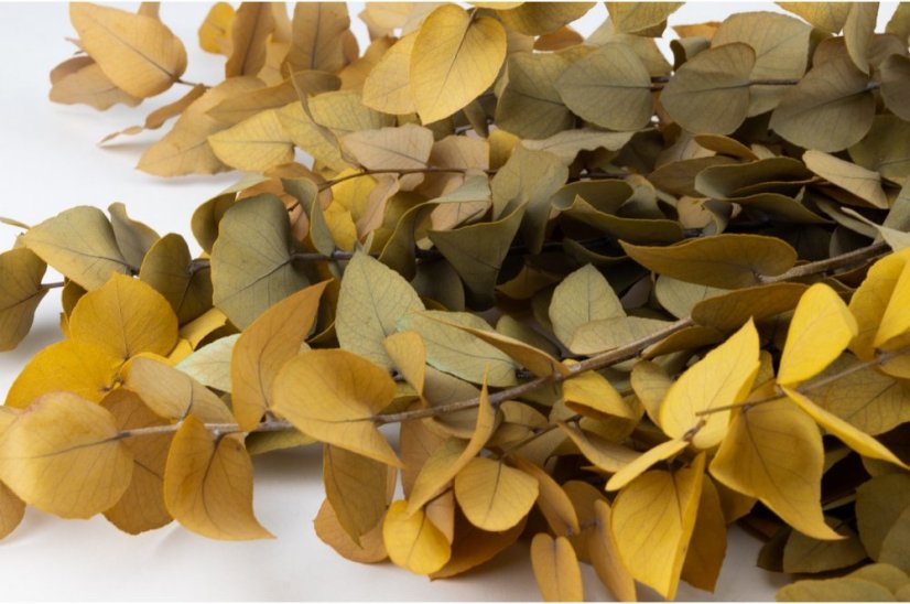 Stabilisierte Eukalyptus Stuartiana - Gelb