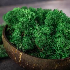 Muschio stabilizzato - lichene - Verde bosco
