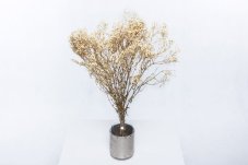 Stabilizované kvety Gypsophila - Krémová