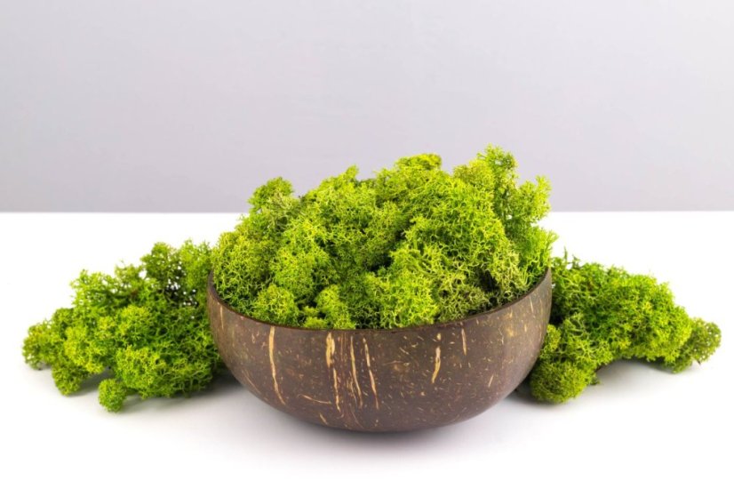 Muschio stabilizzato - lichene - Verde prato - Peso: 1kg