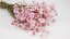 Sušené květiny Rodanthe - Růžové