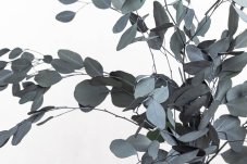 Eucalyptus Populus Stabilisé - Vert - Vente en gros