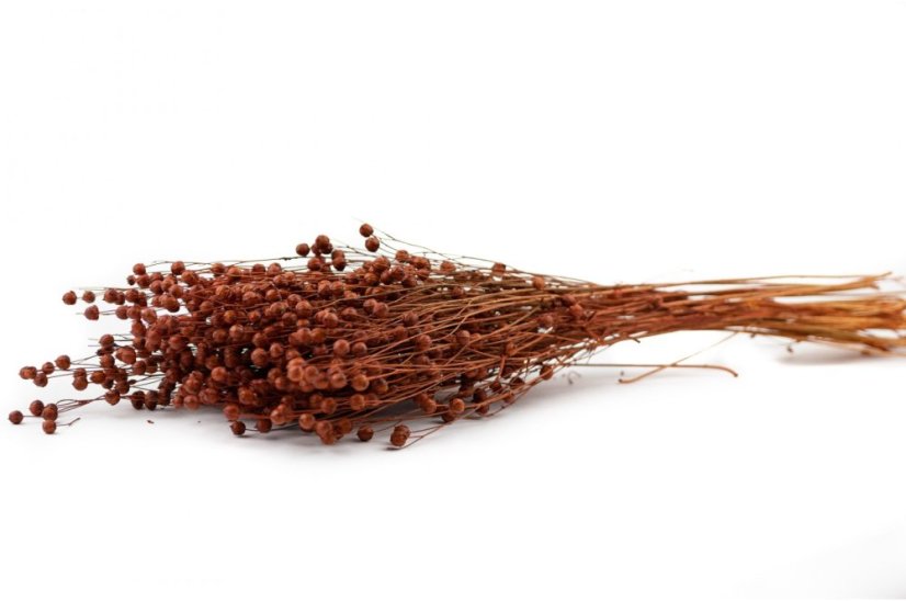 Getrockneter Flachs - Braun