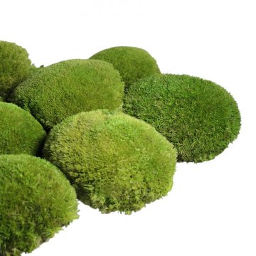 Kugelmoos - Ball moss - Farbe - Naturgrün
