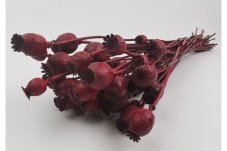 Szárított mákgubók - Piros