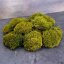 Mușchi bulgăre - "Arici" - Verde natural - Suprafață: 0,1 m² (acoperă o suprafață de 30x35 cm)
