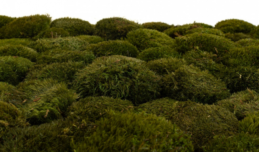 Gömbmoha - "Sündisznó" - Természetes zöld - Terület: 1db (normál alakú 10-12cm)