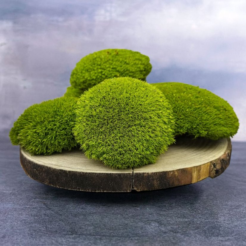 Kugelmoos - Wiesengrün - Bereich: 1,3 m²