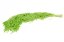 Stabilisierter Amaranth - Hellgrün - Größe: Beutel (20g)