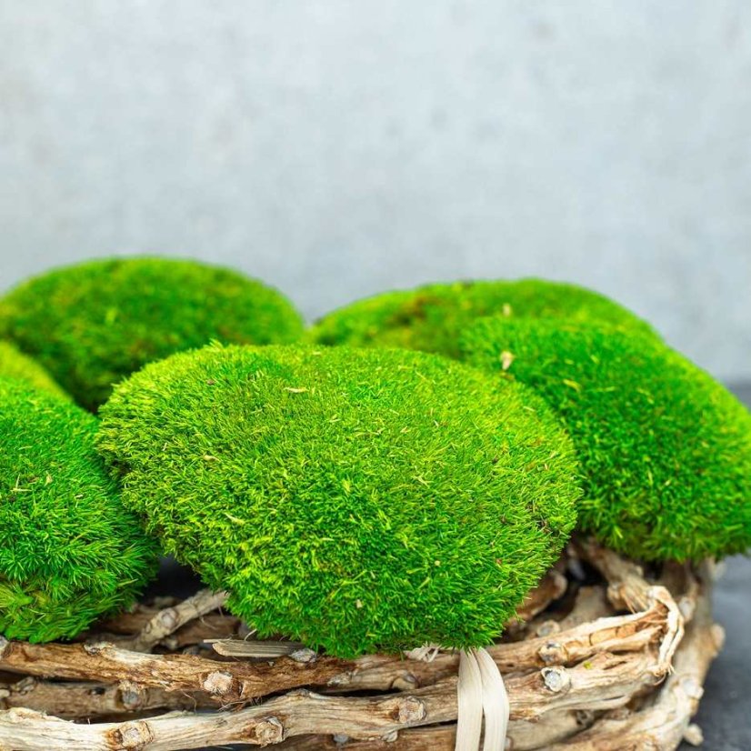 Mușchi de deal - "Broască țestoasă" Mini - Verde deschis - Ambalaj 0,15m2