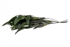 Stabilisierte Eukalyptus Globulus