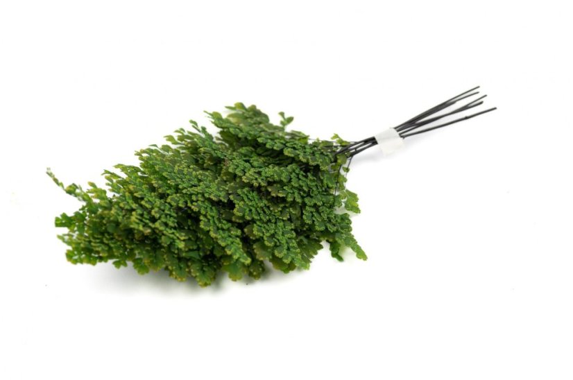 Stabilizovaná kapradina Adianthum Lutti - Počet kusů: 1ks