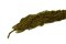 Stabilisierter Amaranth - Olivgrün - Größe: Beutel (20g)