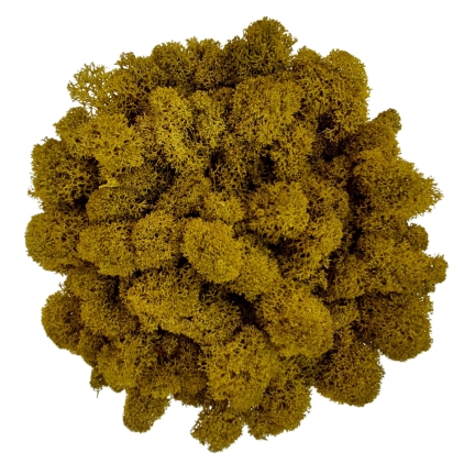 Muschio stabilizzato purificato - lichene -  Limone - Finlandese - Peso: 500g