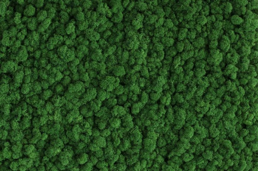 Tisztított stabilizált moha - zuzmó - Smaragdzöld - Finn - Súly: 1kg