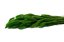 Setaria stabilisée - 150 g