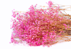 Stabilizované kvety Gypsophila - Ružová