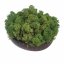 Muschio stabilizzato - lichene - Verde medio - Peso: 500g