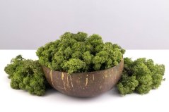 Muschio stabilizzato - lichene - Verde scuro - vendita all'ingrosso