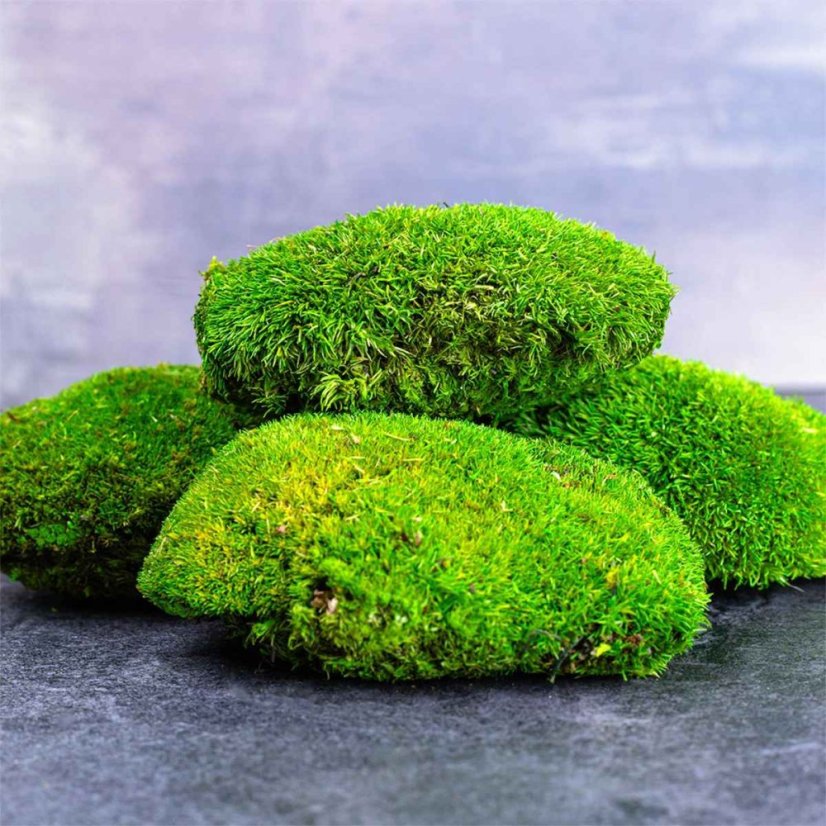 Mușchi de deal - "Broască țestoasă" Mini - Verde deschis - Ambalaj 0,15m2