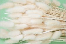 Erba Lagurus essiccata - Bianca