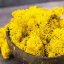 Stabiliziran mah - lišaji - rumena - Teža: 1kg
