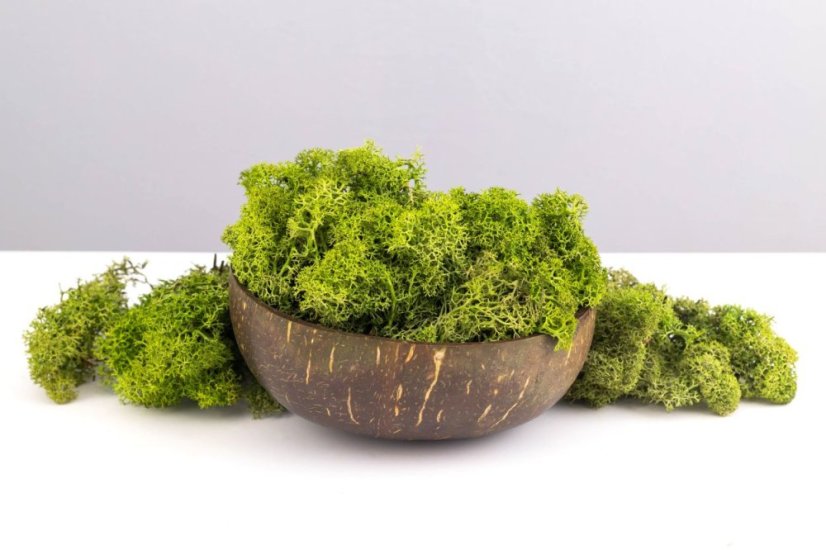Muschio stabilizzato - lichene - Verde medio - Peso: 100g