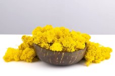 Mușchi stabilizat - lichen - Galben