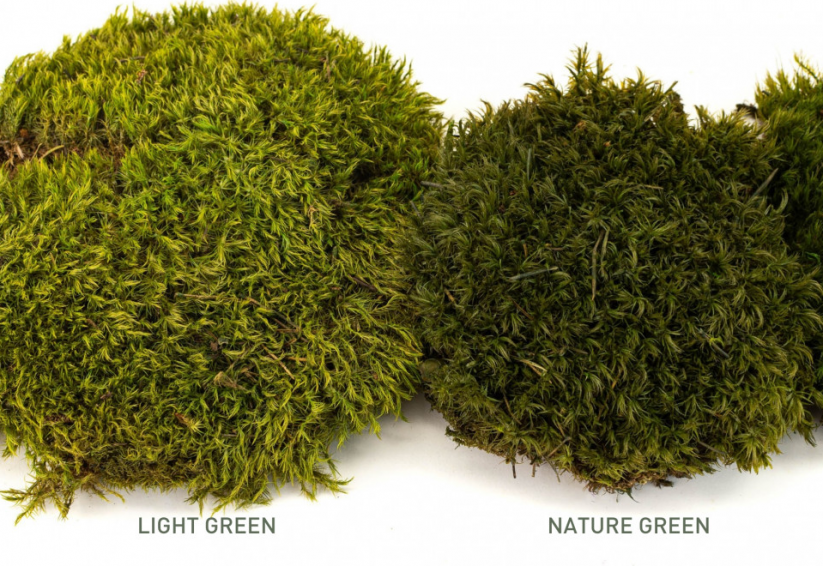 Krogličasti mah - "Ježek" - Naravno zelen - Površina: 1 kos (običajna oblika 10-12 cm)