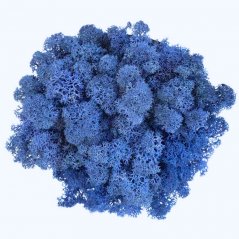 Muschio stabilizzato - lichene - Blu