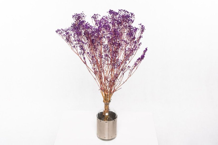 Stabilisierten Gypsophila-Blüten - Lila