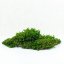 Flachmoos - Naturgrün PREMIUM - Gewicht: 1kg (ca 0,75m²)
