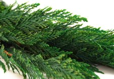 Stabilisierte Zweige der Thuja