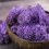 Muschio stabilizzato - lichene - Viola - Peso: 1kg