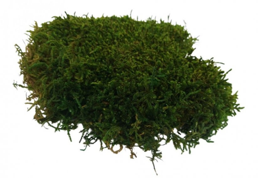 Plochý mech - Přírodní zelená PREMIUM - Hmotnost: 1kg (cca 0,75m²)