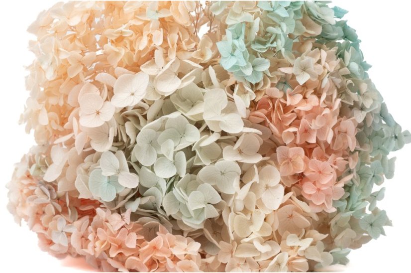 Ortensia stabilizzata - Arcobaleno