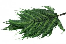 Felce stabilizzata Argyrea
