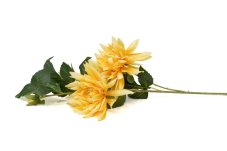 Dalia artificiale - gialla