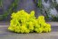 Mousse stabilisée et lichen - Vert citron - Poids: 1kg