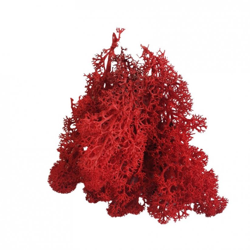 Muschio stabilizzato - lichene - Rosso - Peso: 5kg